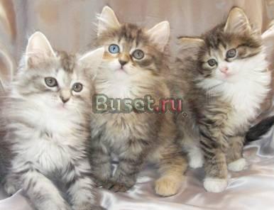 Коята-метисы норвежского лесного кота Москва