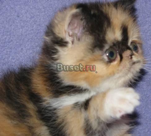 Экзотическая   плюшевая   кошечка Москва