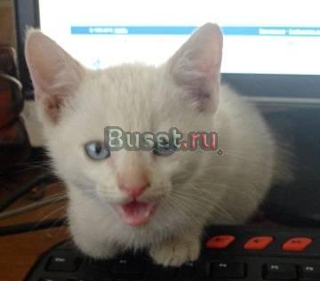 Котята в добрые руки Москва