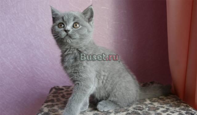 Котенок, кошечка, 2 мес Москва