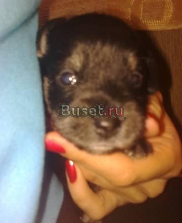 Щенки Цвергшнауцера Ижевск