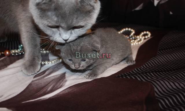 Котята Санкт-Петербург