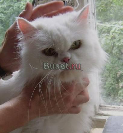 Белая персочка Лиля, 7  лет Москва