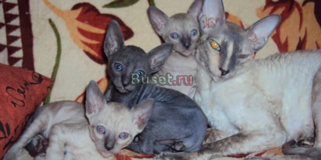 Котята породы Корниш рекс Санкт-Петербург