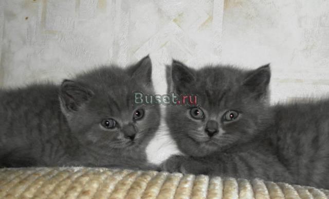 Котятя Москва