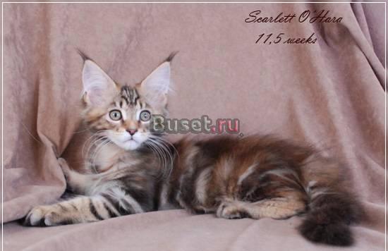 Кошечка породы мейн кун Москва