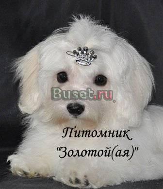 Мальтезе Щенки Москва