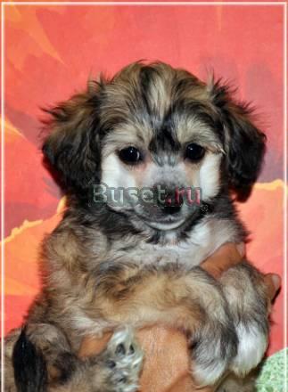 Китайская хохлатая собака Ростов-на-Дону