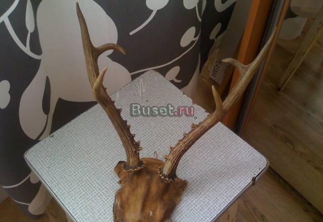 Рога. настоящие Москва