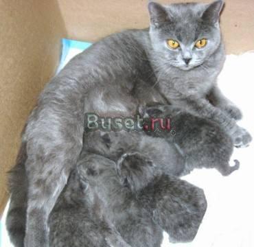 Котята британские плюшевые голубые Ижевск