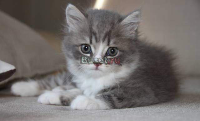 Котенок британский Кемерово