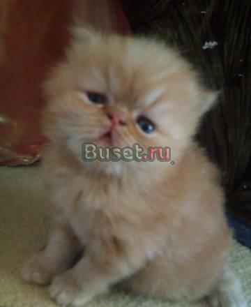 Персидский котик Ангарск