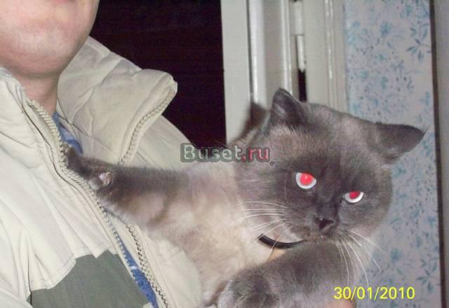 Британский кот Челябинск