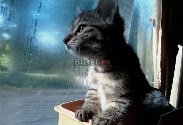 Элитные котята курильского бобтейла Пермь