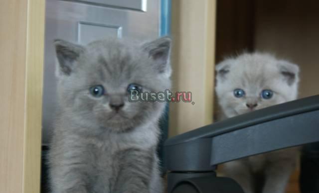 Котята британские Москва