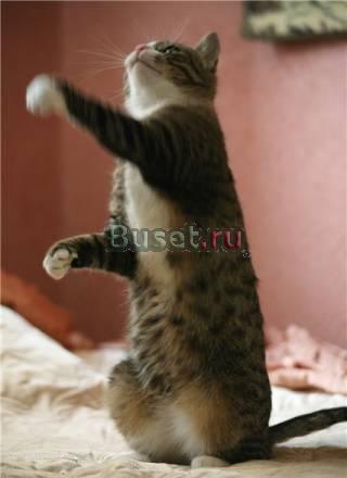 В дар - полосатая мурлыка Шпрота Москва