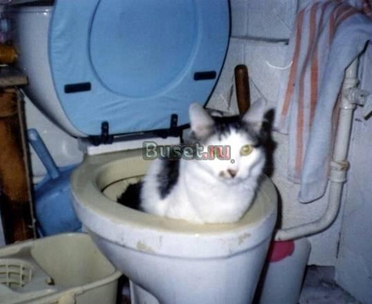 Котята Санкт-Петербург