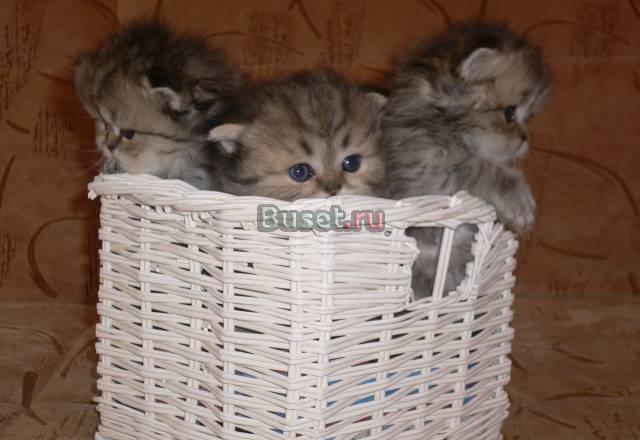 Персидские котята (золотистая шиншилла) Москва
