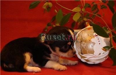 Щенки чихуахуа Москва