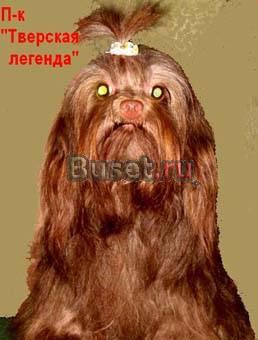 Русской цветной болонки щенки Тверь