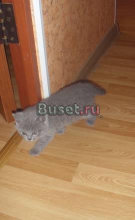 Продаются британские котята Москва