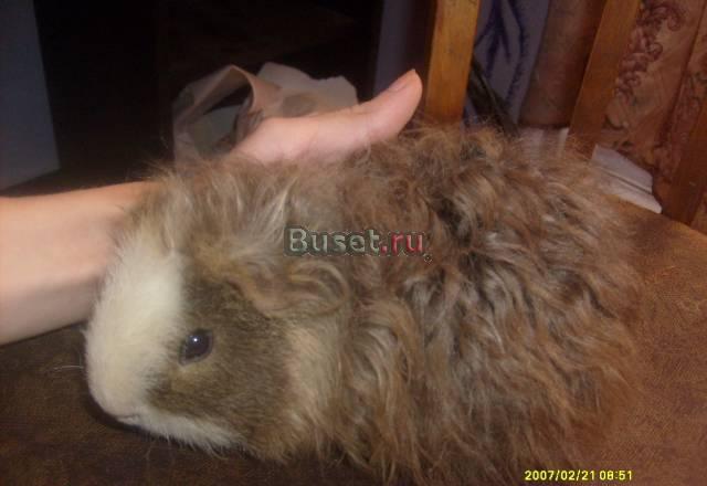 Кудрявая морская свинка шоу самец Санкт-Петербург
