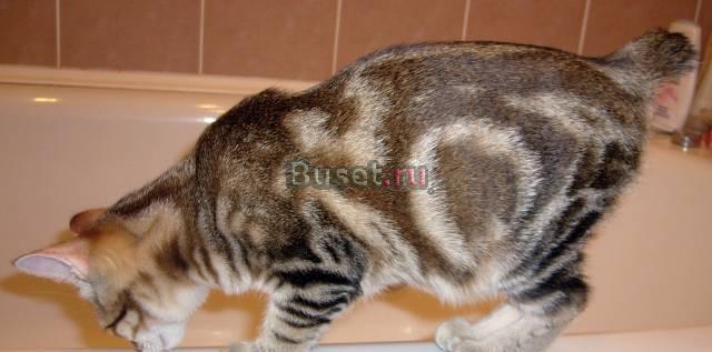 Курильский бобтейл. Редкая кошечка Москва
