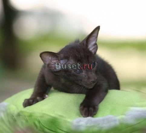 Ориентальные шоколадные котята Москва