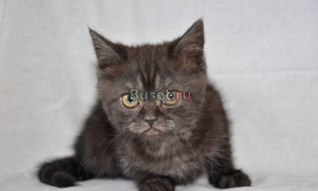 Шотландская короткошерстная кошечка, котята Москва