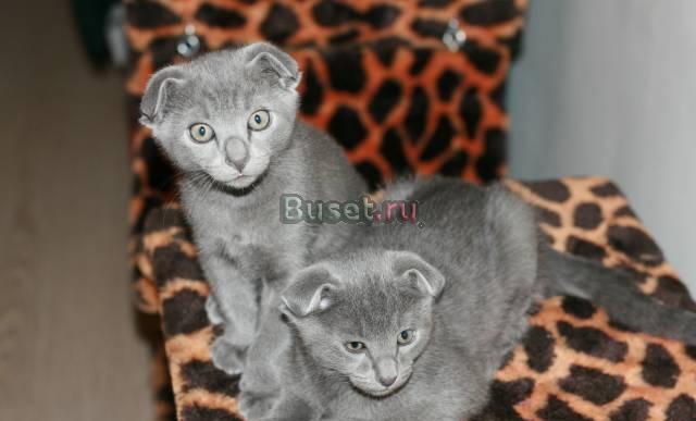 Котята шотландские Санкт-Петербург