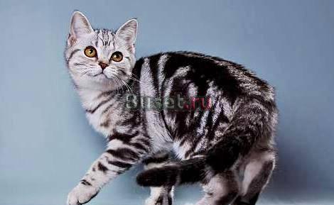 Шотландские кошечки Самара