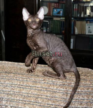 Котики корниш-рекс Санкт-Петербург