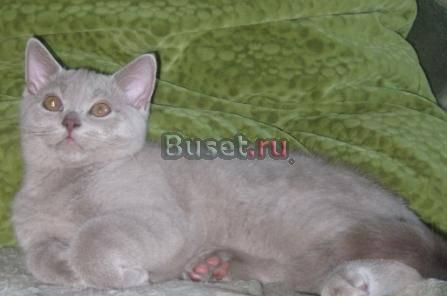 Британские котики-Мальчики Москва