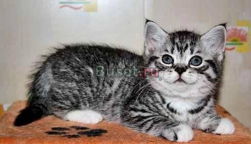 Шотландский к/ш котик Москва