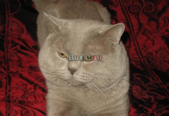 Продаю котят британских и шотландских вислоухих Санкт-Петербург