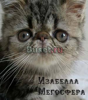 Изабелла - мраморная плюшевая экзотка Москва