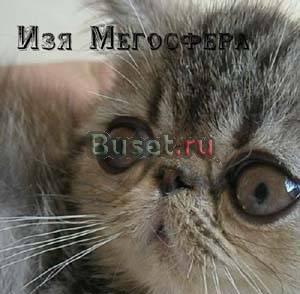 Экзотический серебристый котик Москва