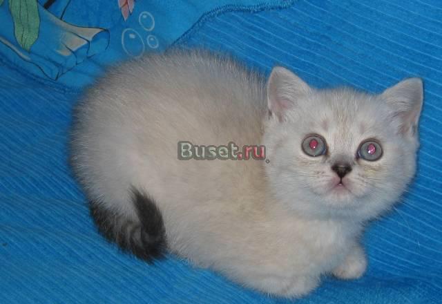 Британские  котята окраса колор-пойнт(сиамского) Санкт-Петербург