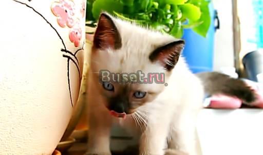 Тайские  котята окрас сил-пойнт Москва