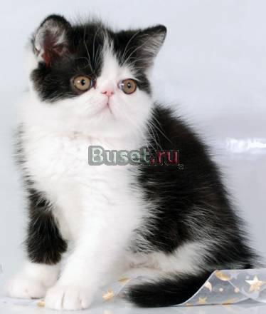 Экзотический плюшевый котик Москва