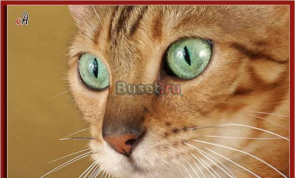 Бенгальские котята Санкт-Петербург
