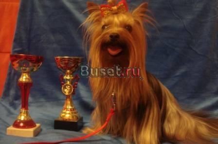 Продаётся йоркширский терьер Нижний Новгород