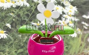 Flip-flap цветок Красноярск