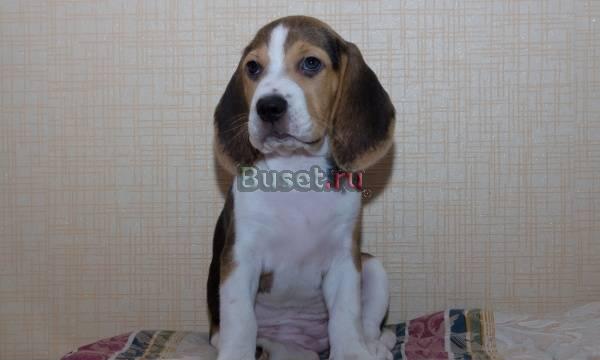 Щенок бигля девочка Москва