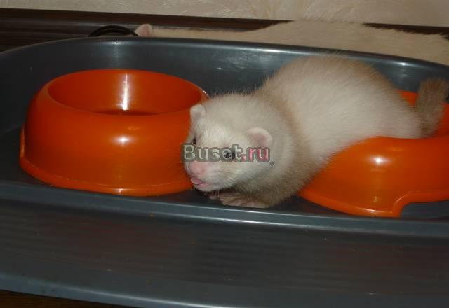 Хорьки Москва