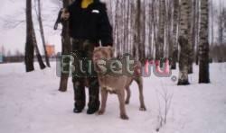 Мастино наполетано Десногорск