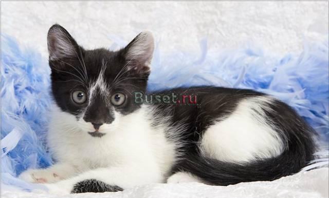 Котята на любой вкус Москва