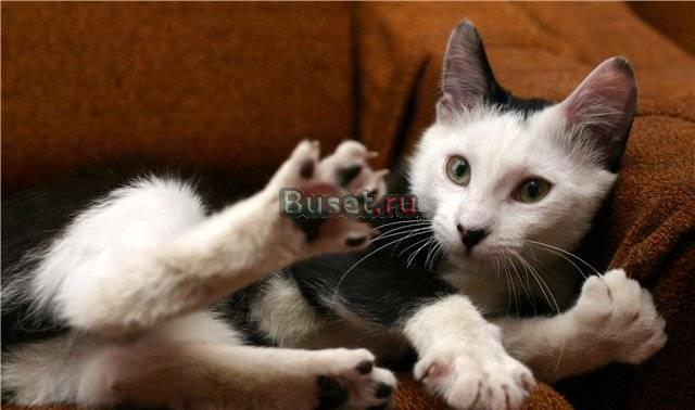 Очаровательный котенок ищет любящую семью Санкт-Петербург
