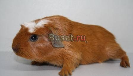 Породистые морские свинки, короткошёрстные Москва