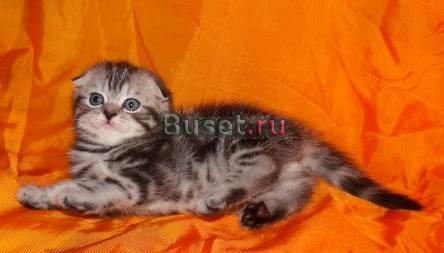 Продается шотландская вислоухая кошечка Москва